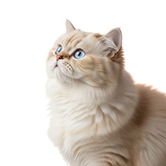 Obraz premium Cute golden british shorthair cat with blue eyes isolated on transparent background