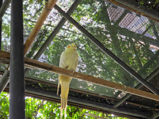 A low-angle shot of a single white and yellow Cockatiel perched on a wooden beam inside a cage or aviary with a mesh roof and green trees visible above.