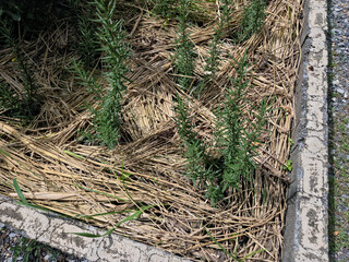 Young rosemary plants are growing in a garden bed covered with a thick layer of dry straw mulch, next to a concrete border.
