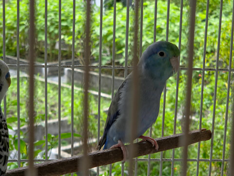 A small blue Pacific parrotlet (Forpus coelestis) perches on a wooden stick inside a wire cage with a blurry green background.