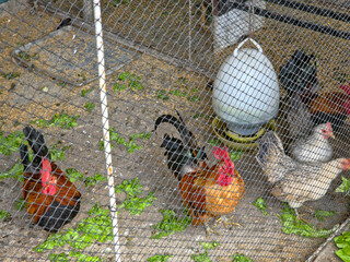 High-angle view of a chicken coop with wire mesh, featuring chickens and a brown-and-black rooster on dirt with scattered feed and a hanging water dispenser. © Leiter1940s