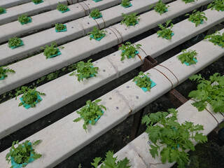 An organized row of small green seedlings is cultivated in a modern hydroponic farming system, growing in white horizontal PVC troughs.