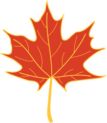 Orange autumn leaf of Norway maple or Acer platanoides isolated on white background	