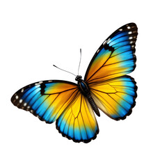Blue green yellow color combination butterfly on white background