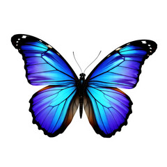  amazing colorful blue purple Butterfly on white background hd quality realistic photography