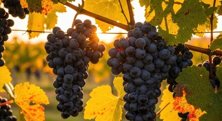 Abundant dark grapes ripen on the vine with colorful autumn leaves in a sunny vineyard at sunset