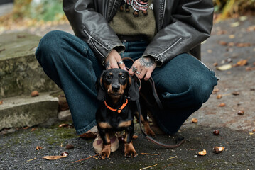 Dachshund dog with owner outdoors on a walk in autumn