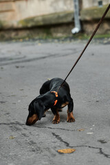 Black and tan dachshund sniffing the ground on a walk