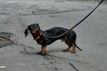 Curious dachshund on a leash looking up while walking on a cracked road