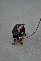 Adorable dachshund puppy on a leash looking up with curiosity