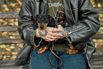 Person holding a cute dachshund puppy in their arms outdoors