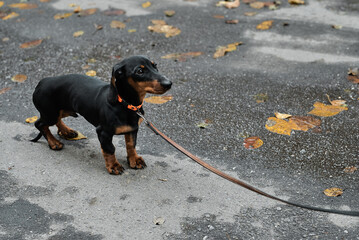 Black and tan dachshund puppy on a leash looking to the side