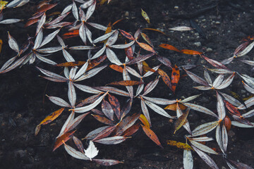 Autumn Willow Leaves Floating on Dark Water Surface