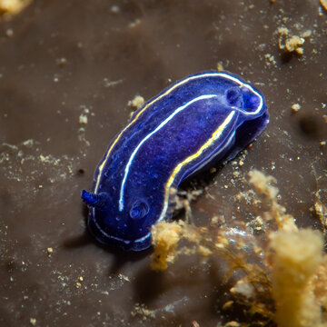 Close-up of the tiny Mediterranean Nudibranch Felimare orsinii (Sea Slug) with vibrant blue and yellow lines