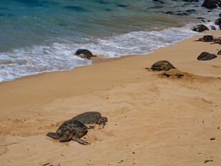 Safe from predators, several hawaiian green sea turtles resting on the shores of Ho'okipa beach, Maui, Hawaii, USA