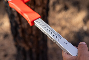 Assessing wildfire damage with a diameter tape measure The Science of Environmental Impact