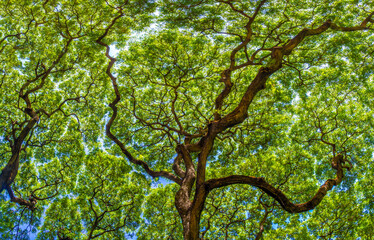 Under the canopy of a lush rain forest, Waikiki, Honolulu, Oahu, Hawaii, USA