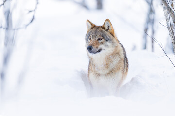 Wolf standing in snowy forest