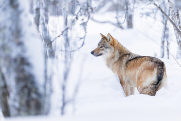 Wolf in a snowy forest