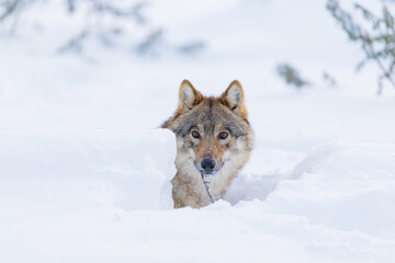 Wolf peering through snowy landscape