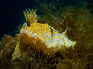 Felimare picta, Gelb-violette Sternschnecke﻿, Giant Doris, Doride dipinto, Elegant sea slug, underwater marine gastropod, colorful nudibranch