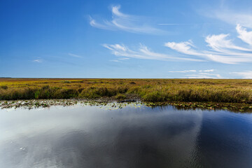 Lacassine National Wildlife Refuge with Alligator, Louisiana, USA