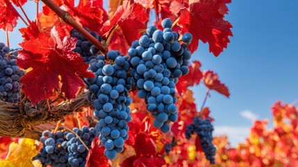 Vivid red leaves cradle a cluster of ripe, blue grapes under a clear, autumnal sky, symbolizing the culmination of the growing season.