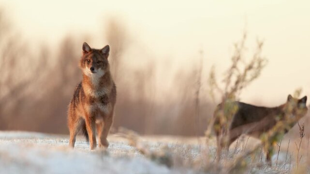 jackals in the snow in the wild