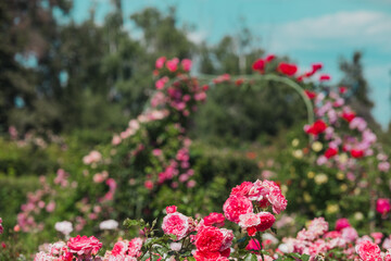 Obraz premium Vibrant garden filled with blooming roses under a clear blue sky in springtime