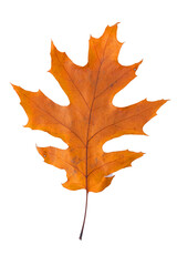 Isolated orange autumn leaf on white background, natural seasonal foliage and botanical design concept