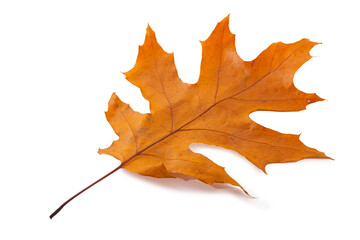Isolated orange autumn leaf on white background, natural seasonal foliage and botanical design concept
