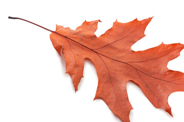 Isolated red autumn leaf on white background, natural seasonal foliage and botanical design concept