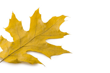 Isolated yellow and green autumn leaf on white background, natural seasonal object and botanical concept