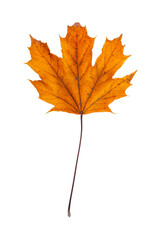 Isolated orange autumn leaf on white background, natural seasonal foliage and botanical design concept