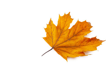 Isolated orange autumn leaf on white background, natural seasonal foliage and botanical design concept
