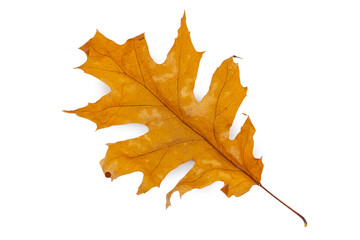 Isolated orange autumn leaf on white background, natural seasonal foliage and botanical design concept