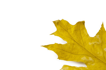 Isolated yellow and green autumn leaf on white background, natural seasonal object and botanical concept