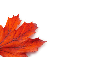 Isolated red autumn leaf on white background, natural seasonal foliage and botanical design concept