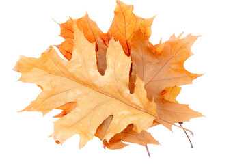 Autumn leaves on white background, seasonal nature concept with fall colors and natural decoration theme