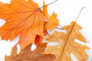 Autumn leaves on white background, seasonal nature concept with fall colors and natural decoration theme