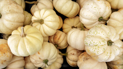 Warm-toned close-up of cream pumpkins showing natural texture and color, perfect for fall harvest visuals and thanksgiving design