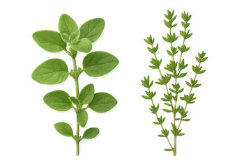 Naklejka premium Fresh oregano and thyme herbs on transparent background