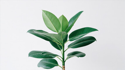 Rubber plant with glossy green leaves against white background, minimal botanical composition with soft lighting and modern interior aesthetic