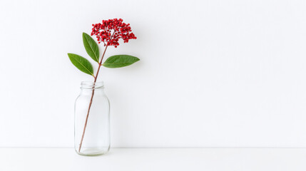 Minimal red flower in glass vase with green leaves on white background evokes calm and simple elegance, soft natural light and negative space for serene composition