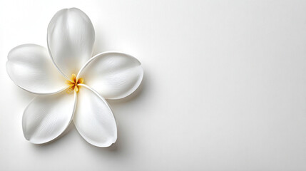 White plumeria flower white frangipani tropical flower single bloom minimal flat lay petal texture soft shadow spa aesthetic white background