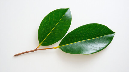 Glossy green leaf with visible vein and stem, minimalist nature still life on white background evoking calm and freshness