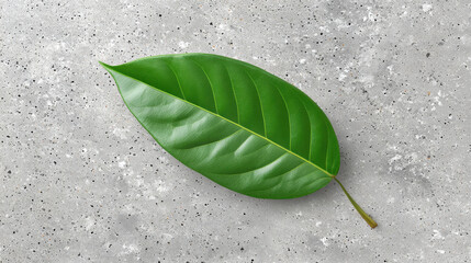 Fresh green leaf on concrete background with natural light and organic lifestyle feeling