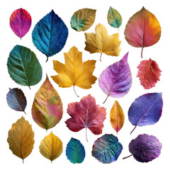 Obraz premium Colorful leaves showcasing the beauty of autumn in a vibrant arrangement isolated on transparent background