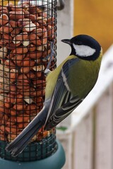 Colorful great tits feeding on nuts from a bird feeder attached to a balcony railing. © Gosia