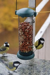 Colorful great tits feeding on nuts from a bird feeder attached to a balcony railing. © Gosia